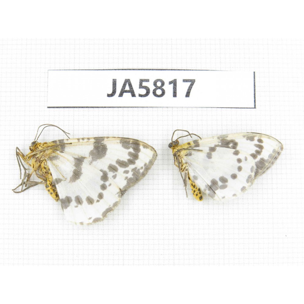 Moths sp. China, W of Yunnan, Dali area, S of Mt. Cangshan. 2Pcs. JA5817.