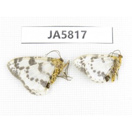Moths sp. China, W of Yunnan, Dali area, S of Mt. Cangshan. 2Pcs. JA5817.