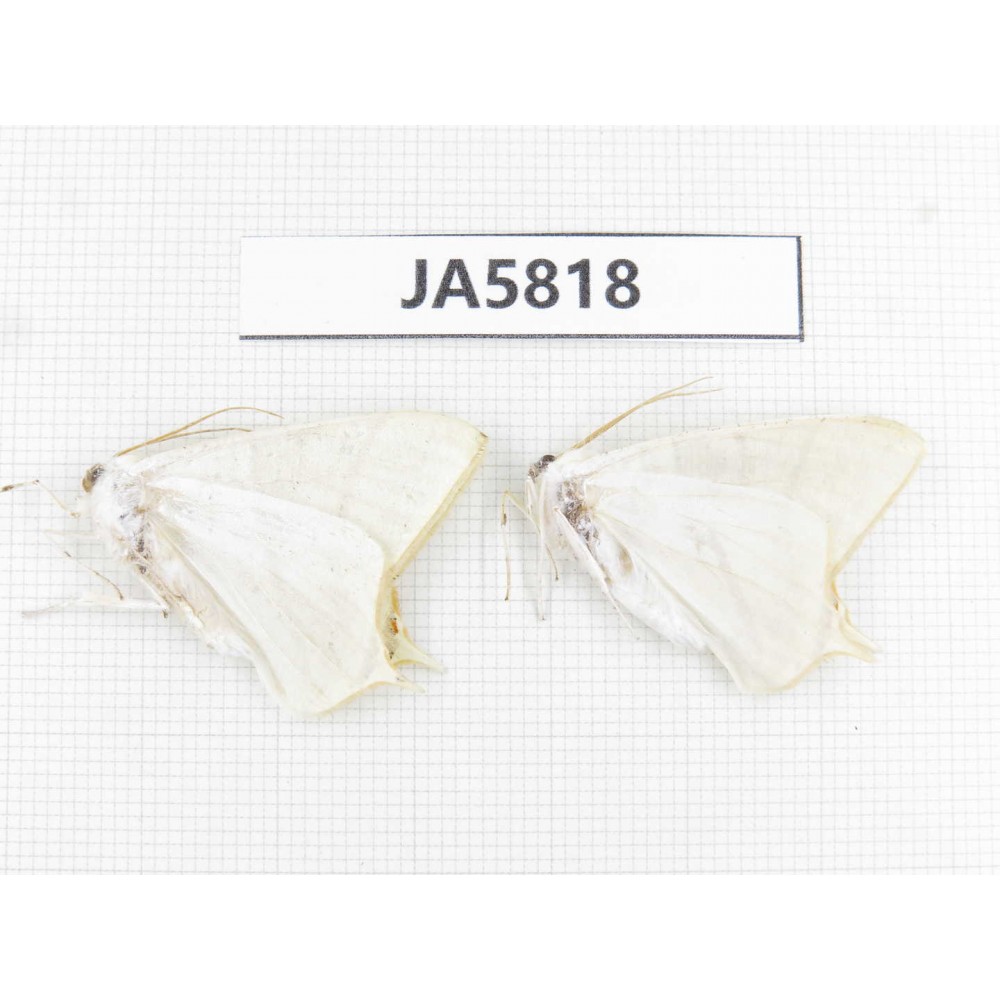 Geometridae sp. China, W of Yunnan, Dali area, S of Mt. Cangshan. 2Pcs. JA5818.