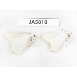 Geometridae sp. China, W of Yunnan, Dali area, S of Mt. Cangshan. 2Pcs. JA5818.