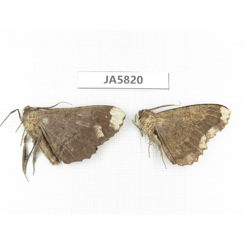 Geometridae sp. China, W of Yunnan, Dali area, S of Mt. Cangshan. 2Pcs. JA5820.