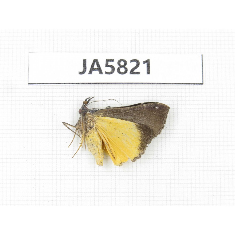 Moths sp. China, W of Yunnan, Dali area, S of Mt. Cangshan. 1Pcs. JA5821.