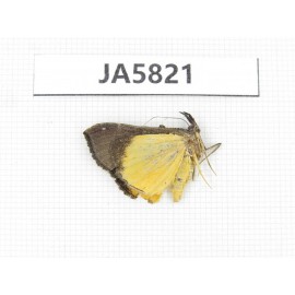 Moths sp. China, W of Yunnan, Dali area, S of Mt. Cangshan. 1Pcs. JA5821.