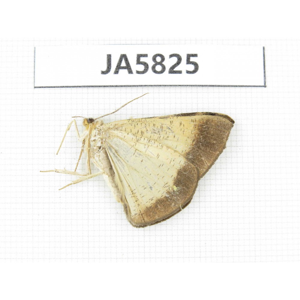 Moths sp. China, W of Yunnan, Dali area, S of Mt. Cangshan. 1Pcs. JA5825.