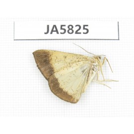Moths sp. China, W of Yunnan, Dali area, S of Mt. Cangshan. 1Pcs. JA5825.