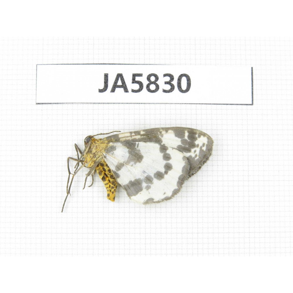 Moths sp. China, W of Yunnan, Dali area, S of Mt. Cangshan. 1Pcs. JA5830.