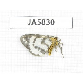 Moths sp. China, W of Yunnan, Dali area, S of Mt. Cangshan. 1Pcs. JA5830.