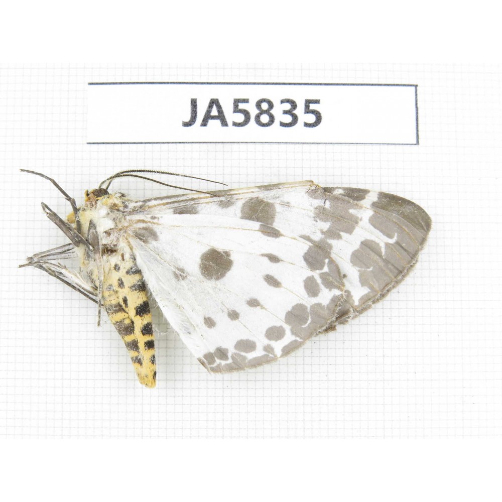 Moths sp. China, W of Yunnan, Dali area, S of Mt. Cangshan. 1Pcs. JA5835.