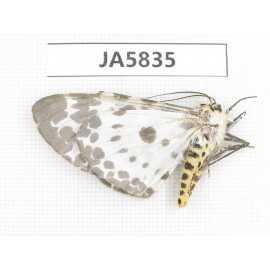 Moths sp. China, W of Yunnan, Dali area, S of Mt. Cangshan. 1Pcs. JA5835.