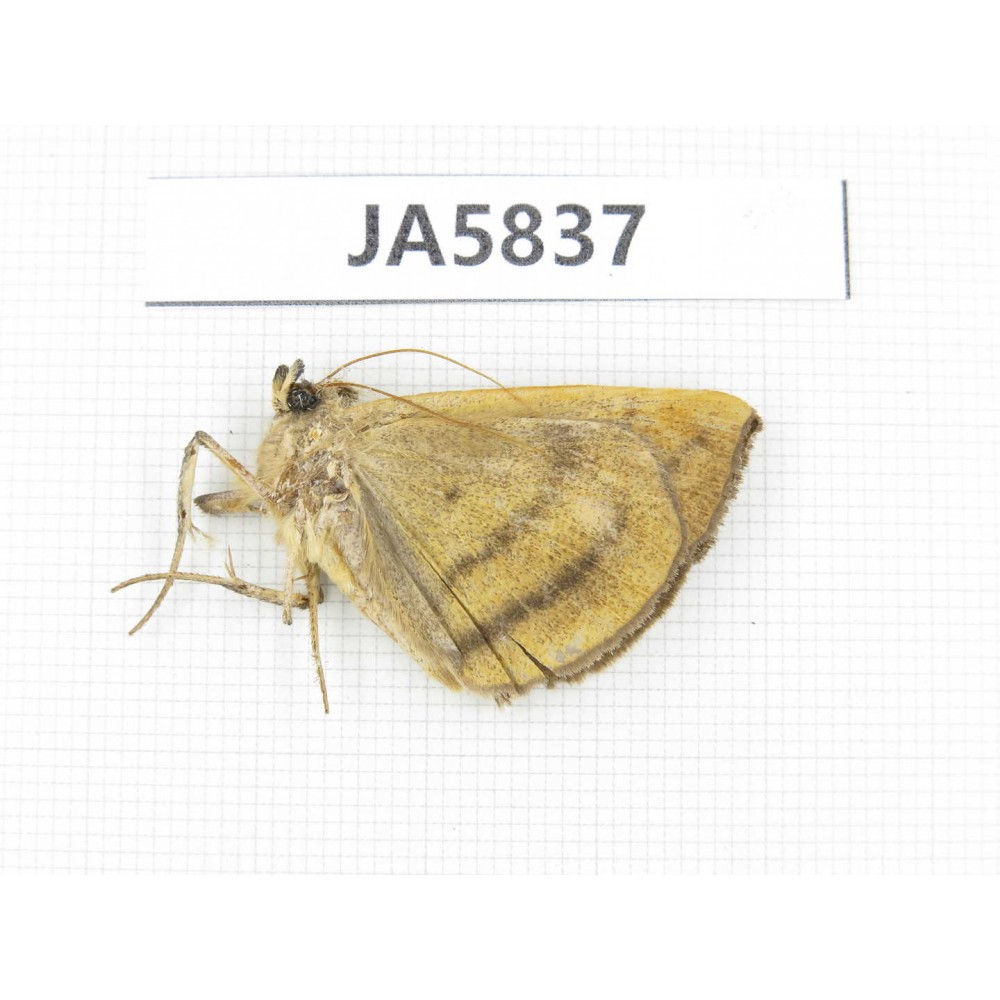 Moths sp. China, W of Yunnan, Dali area, S of Mt. Cangshan. 1Pcs. JA5837.
