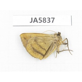 Moths sp. China, W of Yunnan, Dali area, S of Mt. Cangshan. 1Pcs. JA5837.