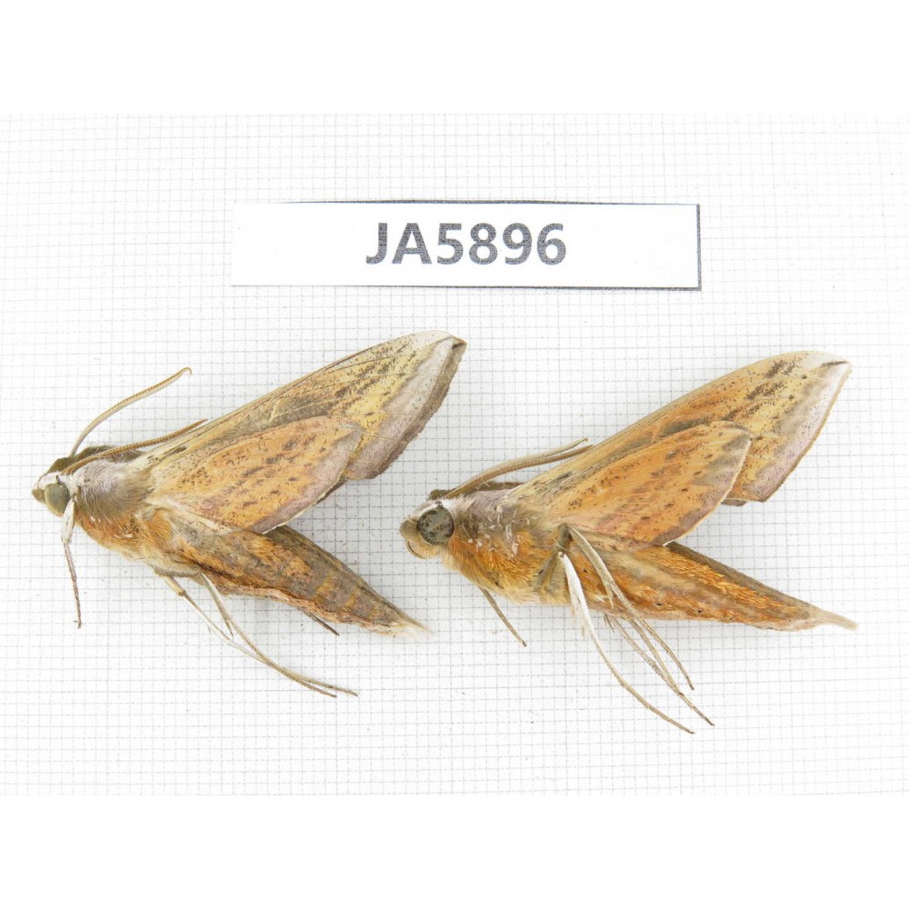 Sphingidae sp. China, Heilongjiang, Jiamusi. 2Pcs. JA5896.