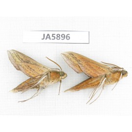 Sphingidae sp. China, Heilongjiang, Jiamusi. 2Pcs. JA5896.