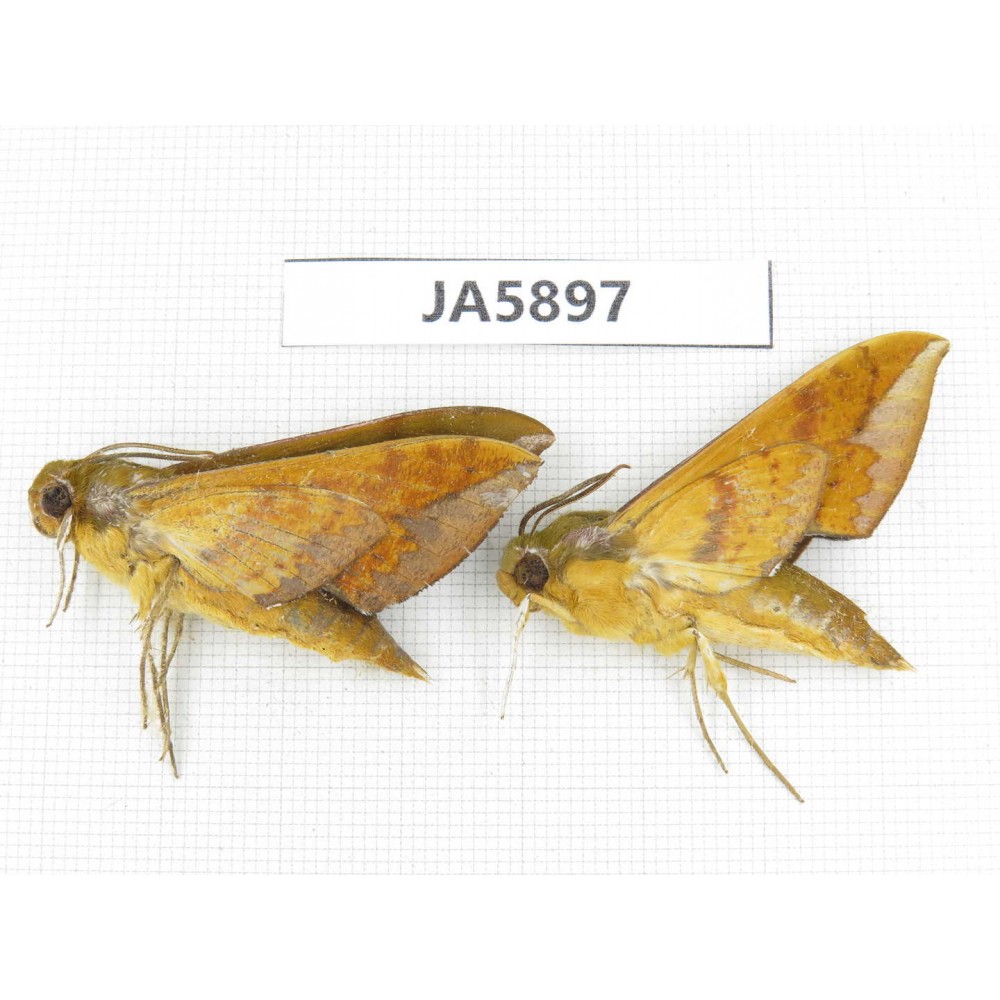 Sphingidae sp. China, W of Sichuan, Ganzi area, Mt.Gonggashan. 2Pcs. JA5897.