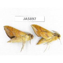 Sphingidae sp. China, W of Sichuan, Ganzi area, Mt.Gonggashan. 2Pcs. JA5897.