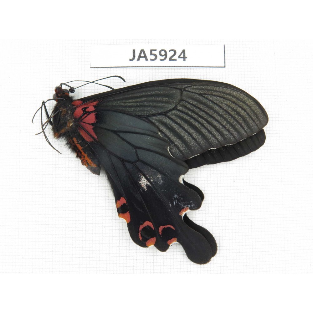 Papilio boots ssp. China, W of Sichuan, Ganzi area, Mt.Gonggashan. 1M. JA5924.
