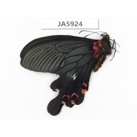 Papilio boots ssp. China, W of Sichuan, Ganzi area, Mt.Gonggashan. 1M. JA5924.