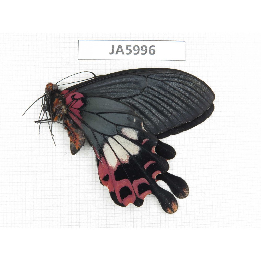 Papilio boots ssp. China, NW of Yunnan, Nujiang valley, Fugong county. 1M. JA5996.
