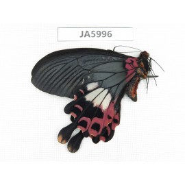 Papilio boots ssp. China, NW of Yunnan, Nujiang valley, Fugong county. 1M. JA5996.