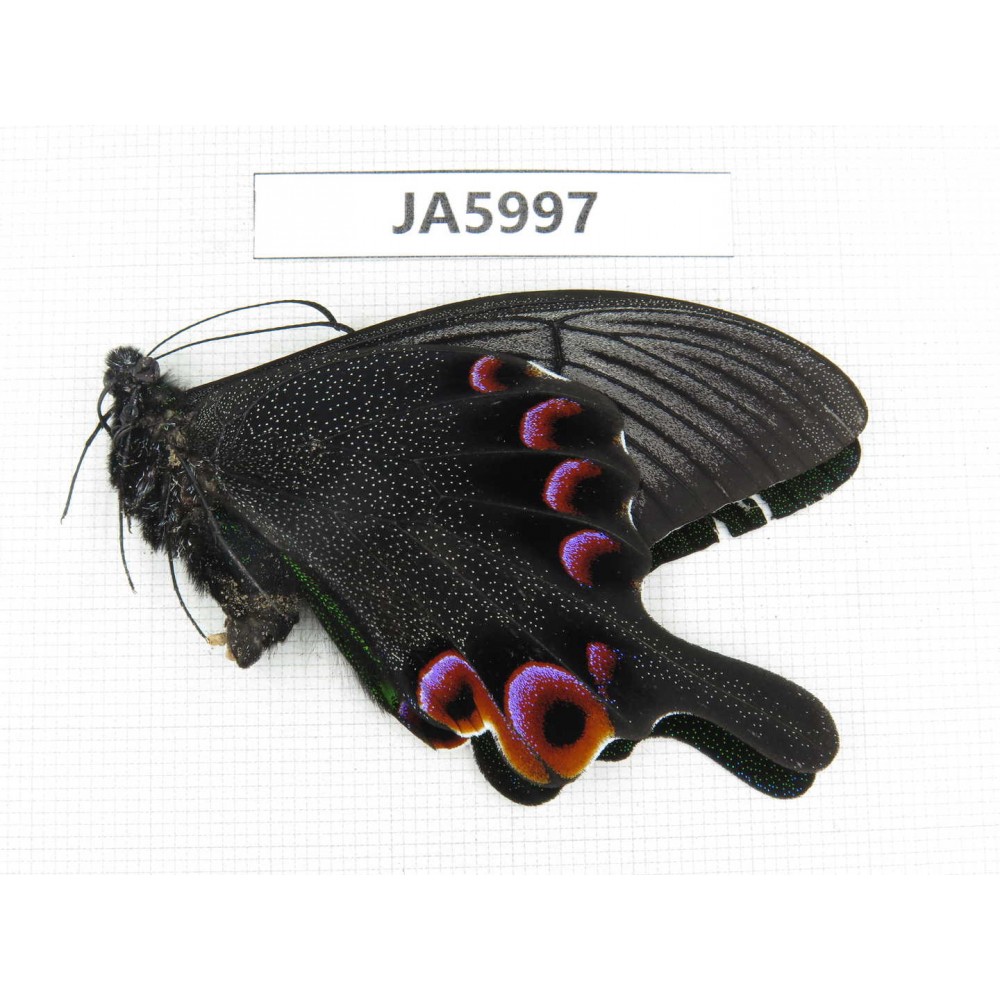 Papilio arcturus ssp. China, NW of Yunnan, Nujiang valley, Fugong county. 1M. JA5997.