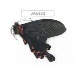 Papilio boots ssp. China, W of Sichuan, Ganzi area, Mt.Gonggashan. 1M. JA6332.