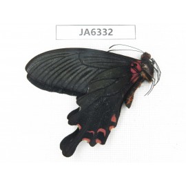 Papilio boots ssp. China, W of Sichuan, Ganzi area, Mt.Gonggashan. 1M. JA6332.