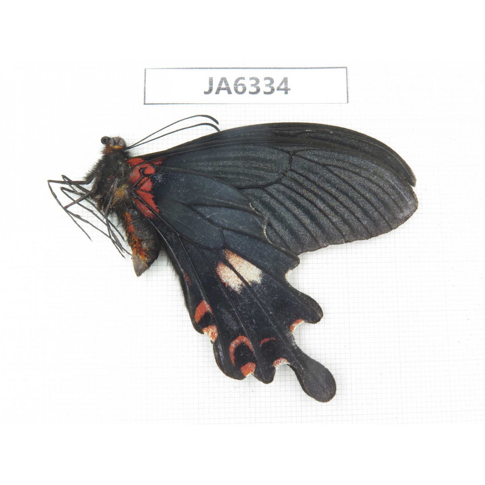 Papilio boots ssp. China, W of Sichuan, Ganzi area, Mt.Gonggashan. 1M. JA6334.