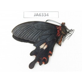 Papilio boots ssp. China, W of Sichuan, Ganzi area, Mt.Gonggashan. 1M. JA6334.