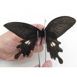 Papilio boots ssp. China, W of Sichuan, Ganzi area, Mt.Gonggashan. 1M. JA6334.