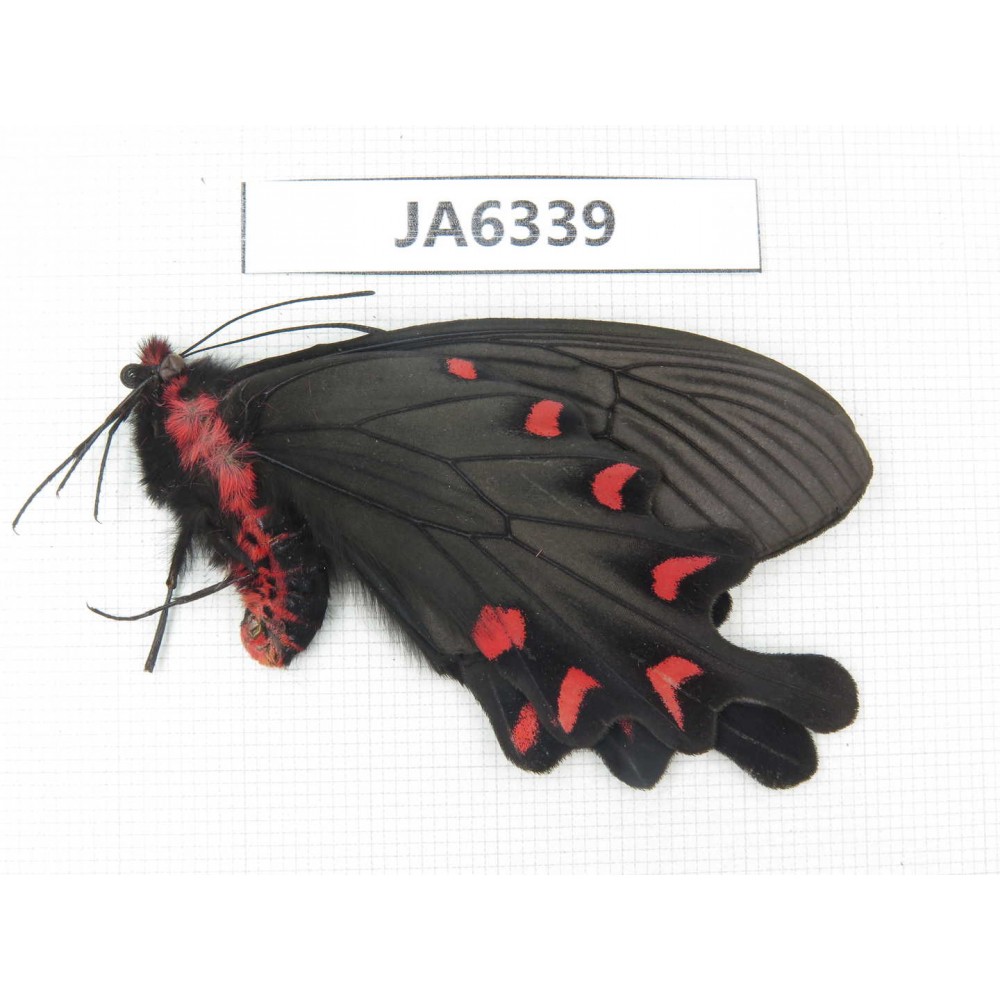 Byasa plutonius plutonius. China, W of Sichuan, Ganzi area, Mt.Gonggashan. 1M. JA6339.