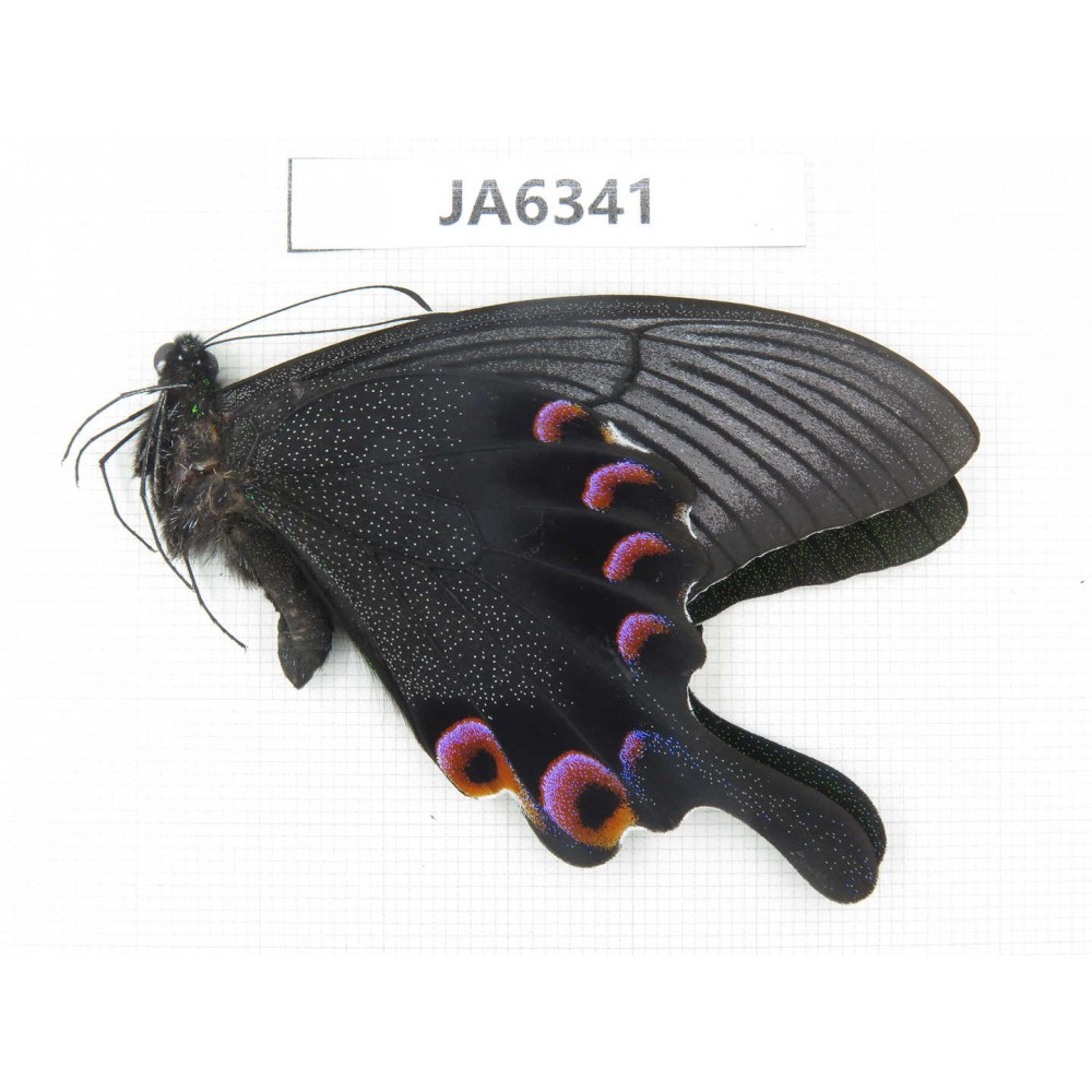 Papilio arcturus ssp. China, W of Sichuan, Ganzi area, Mt.Gonggashan. 1M. JA6341.