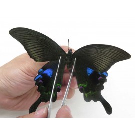 Papilio arcturus ssp. China, W of Sichuan, Ganzi area, Mt.Gonggashan. 1M. JA6341.