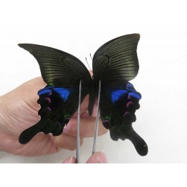 Papilio arcturus ssp. China, W of Sichuan, Ganzi area, Mt.Gonggashan. 1M. JA6342.