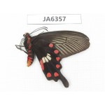 Pachliopta aristolochiae ssp. China, S of Henan, Xinyang. 1M. JA6357.