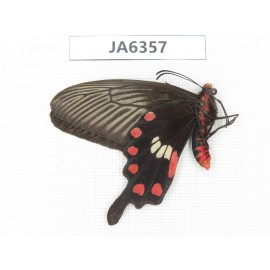 Pachliopta aristolochiae ssp. China, S of Henan, Xinyang. 1M. JA6357.