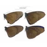 Euploea sp. China, S of Yunan, Xishuangbanna, Mengla county. 4M. JA6367.