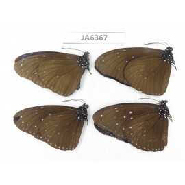 Euploea sp. China, S of Yunan, Xishuangbanna, Mengla county. 4M. JA6367.