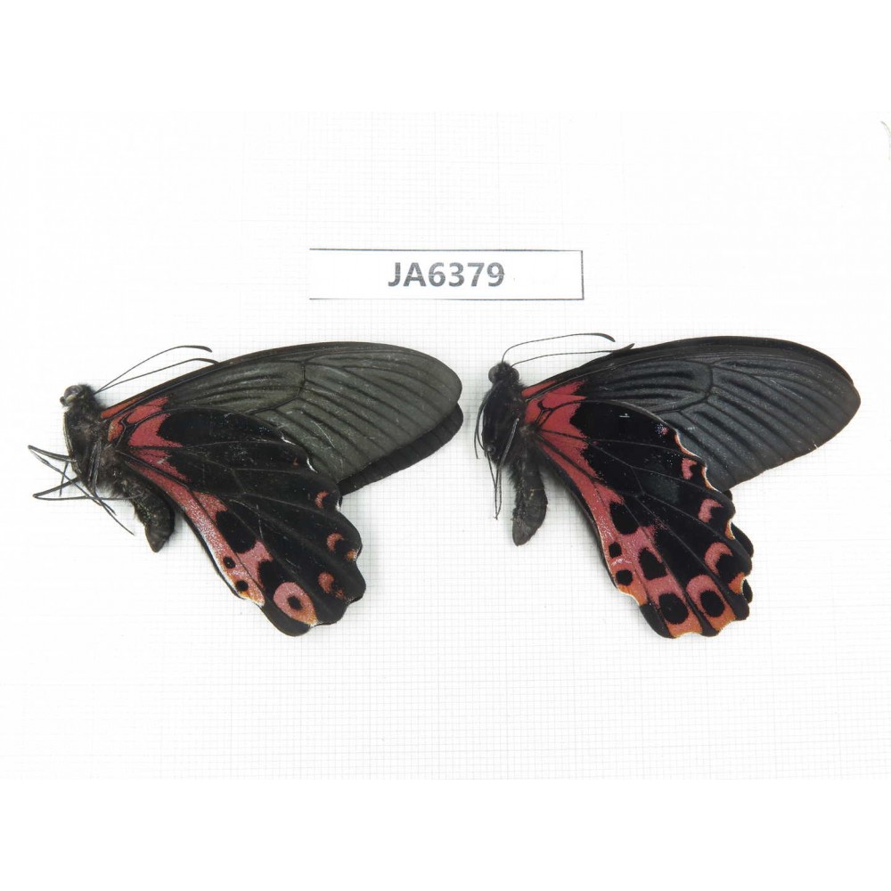 Papilio alcmenor ssp. China, W of Sichuan, Ganzi area, Mt.Gonggashan. 2M. JA6379.