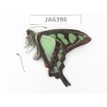 Graphium cloanthus ssp. China, Sichuan, Ganzi, South slope of Mt.Gonggashan. 1M. JA6396.