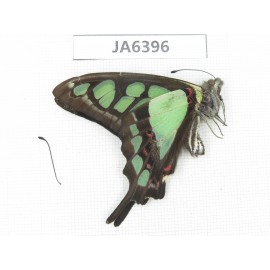 Graphium cloanthus ssp. China, Sichuan, Ganzi, South slope of Mt.Gonggashan. 1M. JA6396.