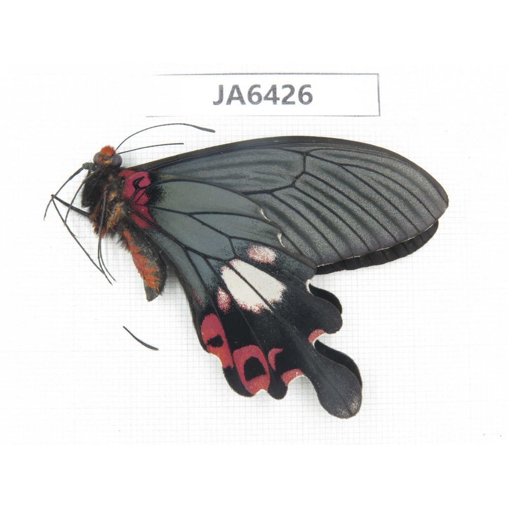 Papilio boots ssp. China, W of Yunnan, Dali area, Yangbi county. N of Mt.Cangshan. 1M. JA6426.