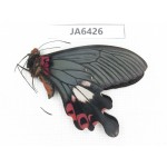 Papilio boots ssp. China, W of Yunnan, Dali area, Yangbi county. N of Mt.Cangshan. 1M. JA6426.