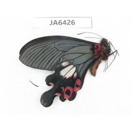Papilio boots ssp. China, W of Yunnan, Dali area, Yangbi county. N of Mt.Cangshan. 1M. JA6426.