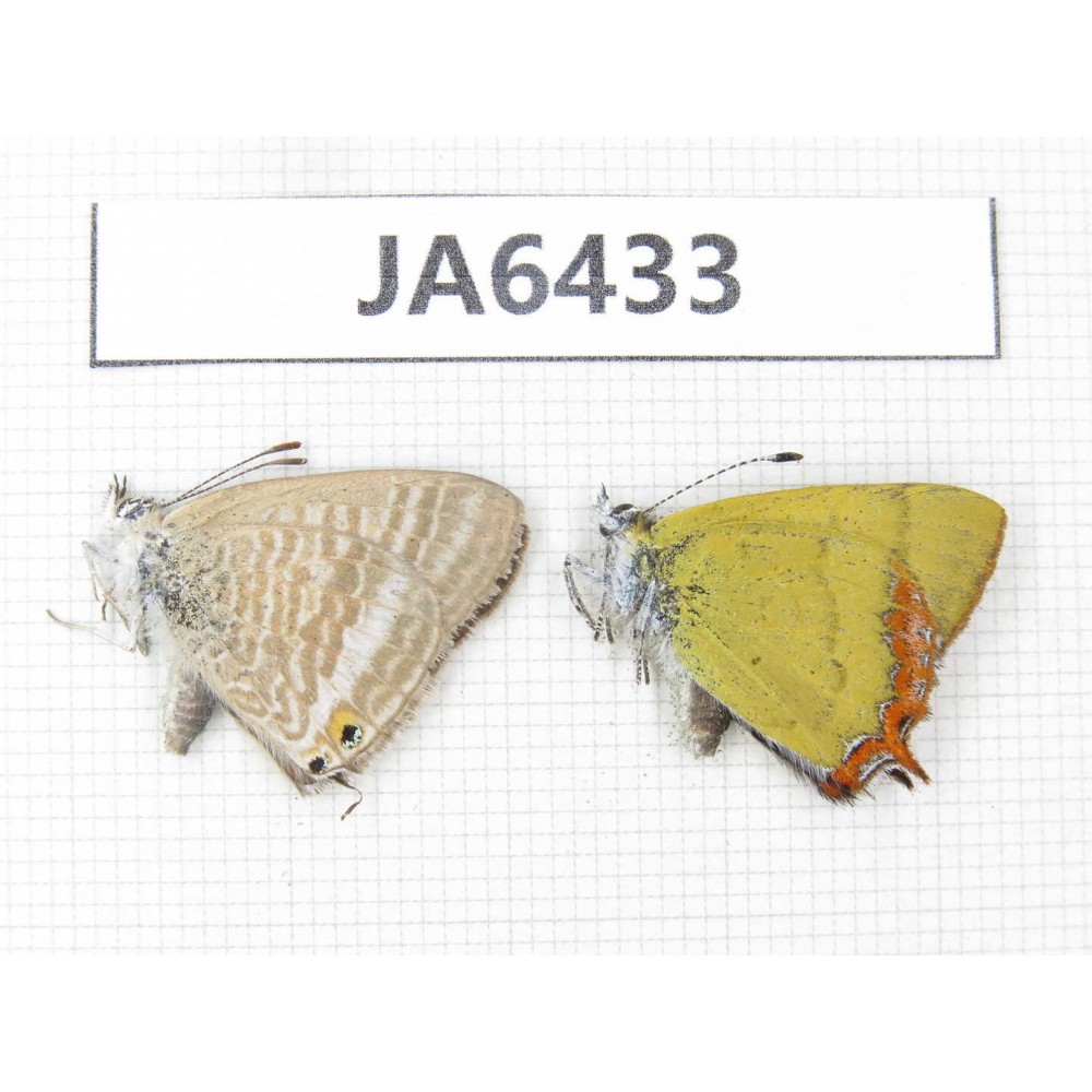 Heliophorus sp & Lampides boeticus. China, Yunnan, Dali, N of Mt.Cangshan. 2M. JA6433.