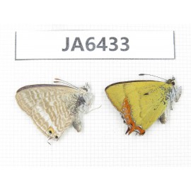 Heliophorus sp & Lampides boeticus. China, Yunnan, Dali, N of Mt.Cangshan. 2M. JA6433.
