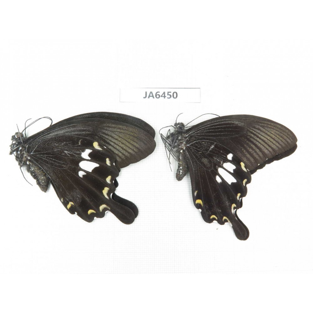 Papilio nephelus ssp. China, S of Gansu, Wenxian county. 2M. JA6450.