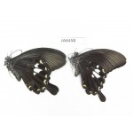 Papilio nephelus ssp. China, S of Gansu, Wenxian county. 2M. JA6450.