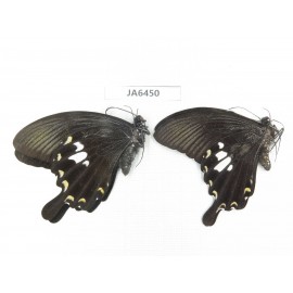 Papilio nephelus ssp. China, S of Gansu, Wenxian county. 2M. JA6450.