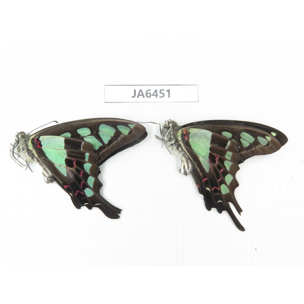 Graphium cloanthus ssp. China, S of Gansu, Wenxian county. 2M. JA6451.