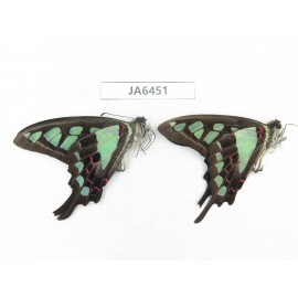 Graphium cloanthus ssp. China, S of Gansu, Wenxian county. 2M. JA6451.